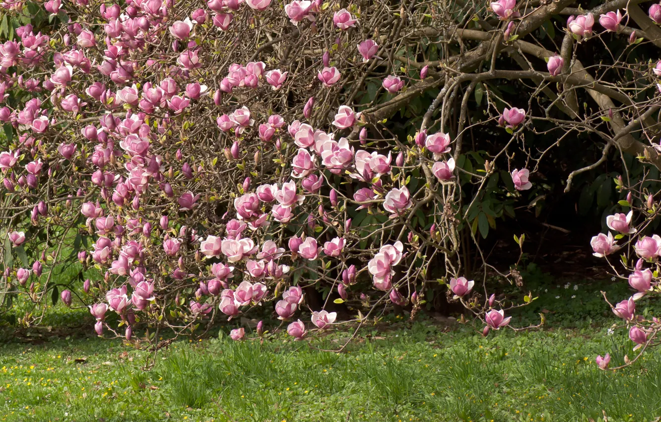 Photo wallpaper grass, trees, flowers, pink, Magnolia, magnolia