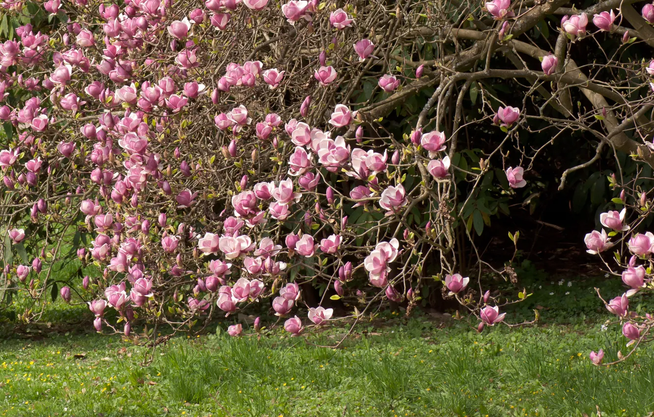 Photo wallpaper grass, flowers, tree, pink, Magnolia, Magnolia