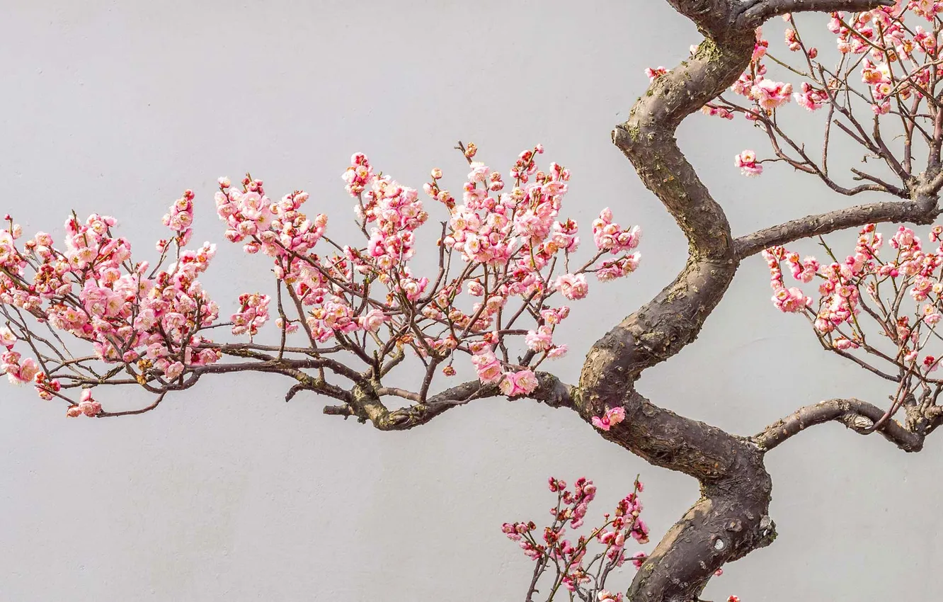 Photo wallpaper flowers, branches, tree, spring, garden, flowering, drain