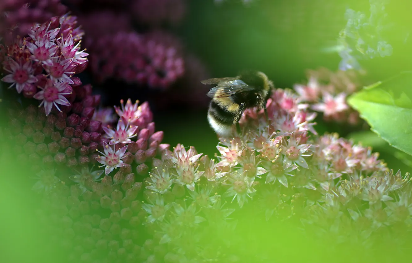 Photo wallpaper macro, flowers, nature, bumblebee