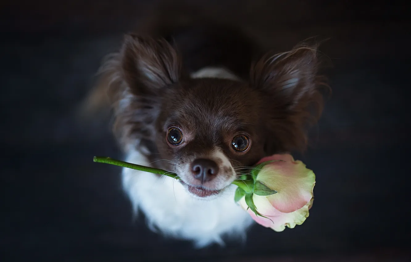 Photo wallpaper look, each, roses, dog