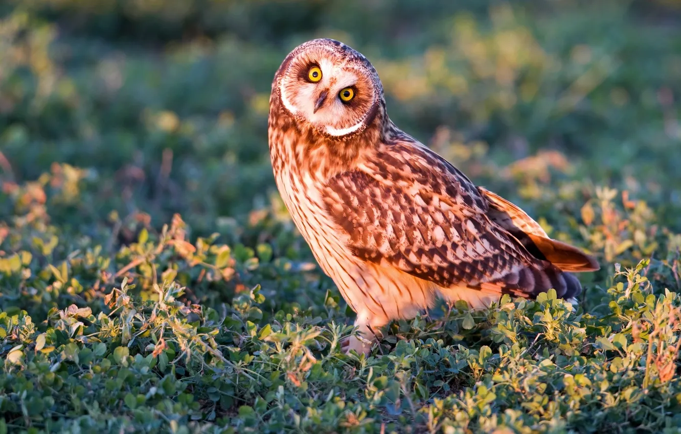 Photo wallpaper grass, owl, bird