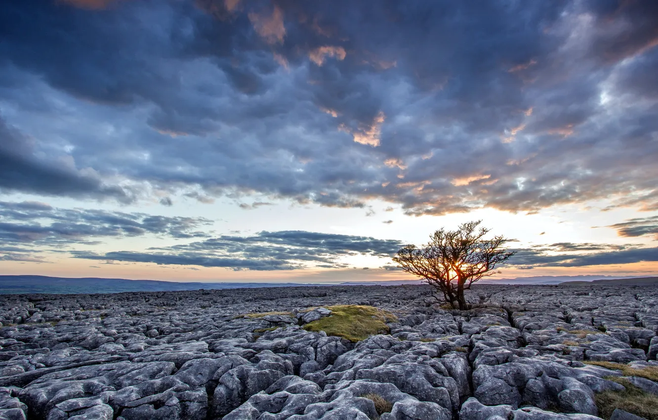 Photo wallpaper field, trees, landscape, sunset, stones