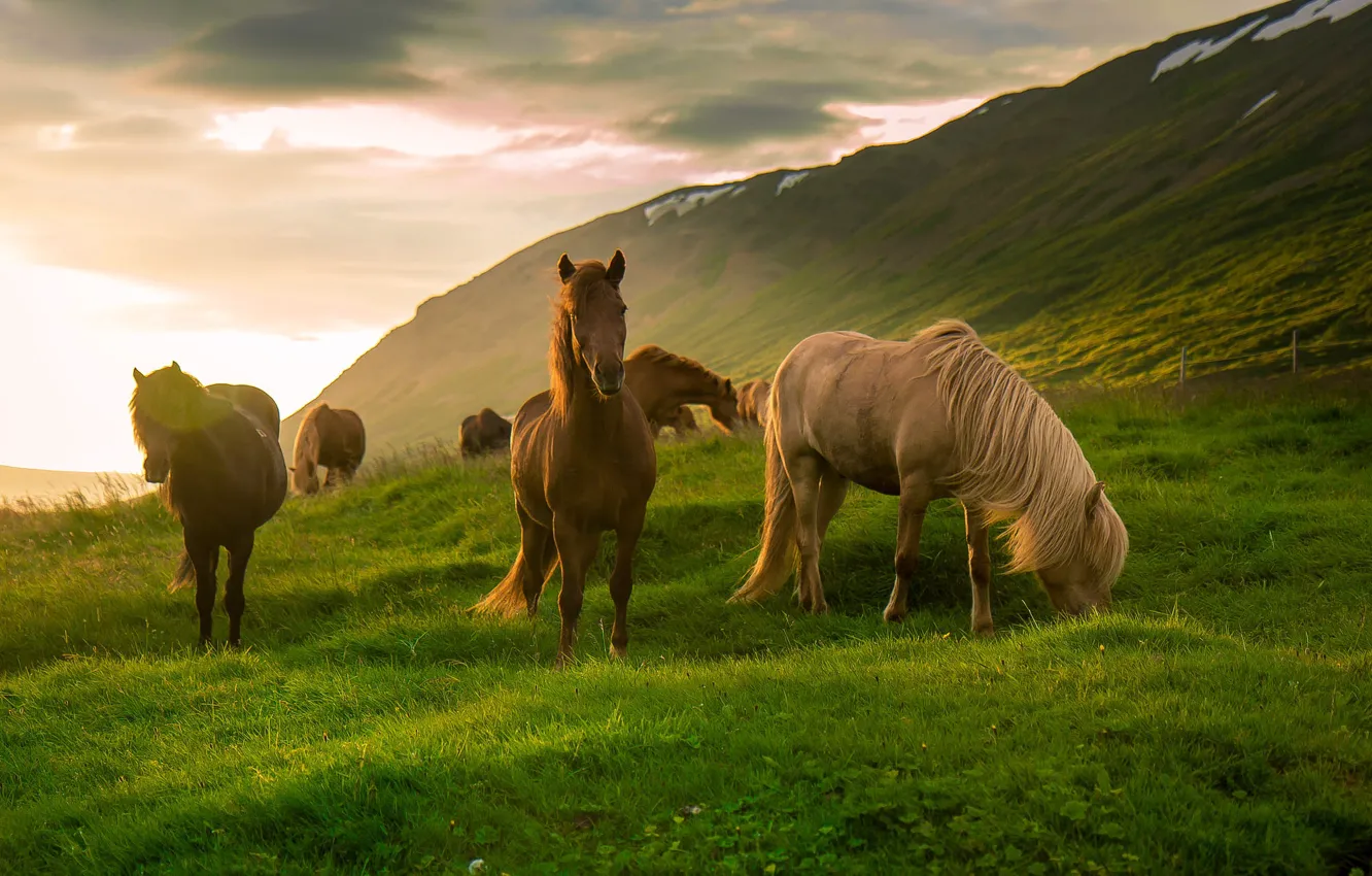 Photo wallpaper greens, field, summer, the sky, grass, clouds, light, mountains