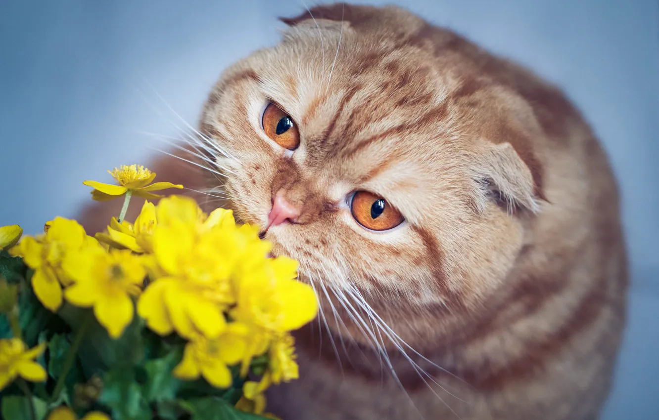 Photo wallpaper cat, cat, look, face, flowers, background, portrait, yellow