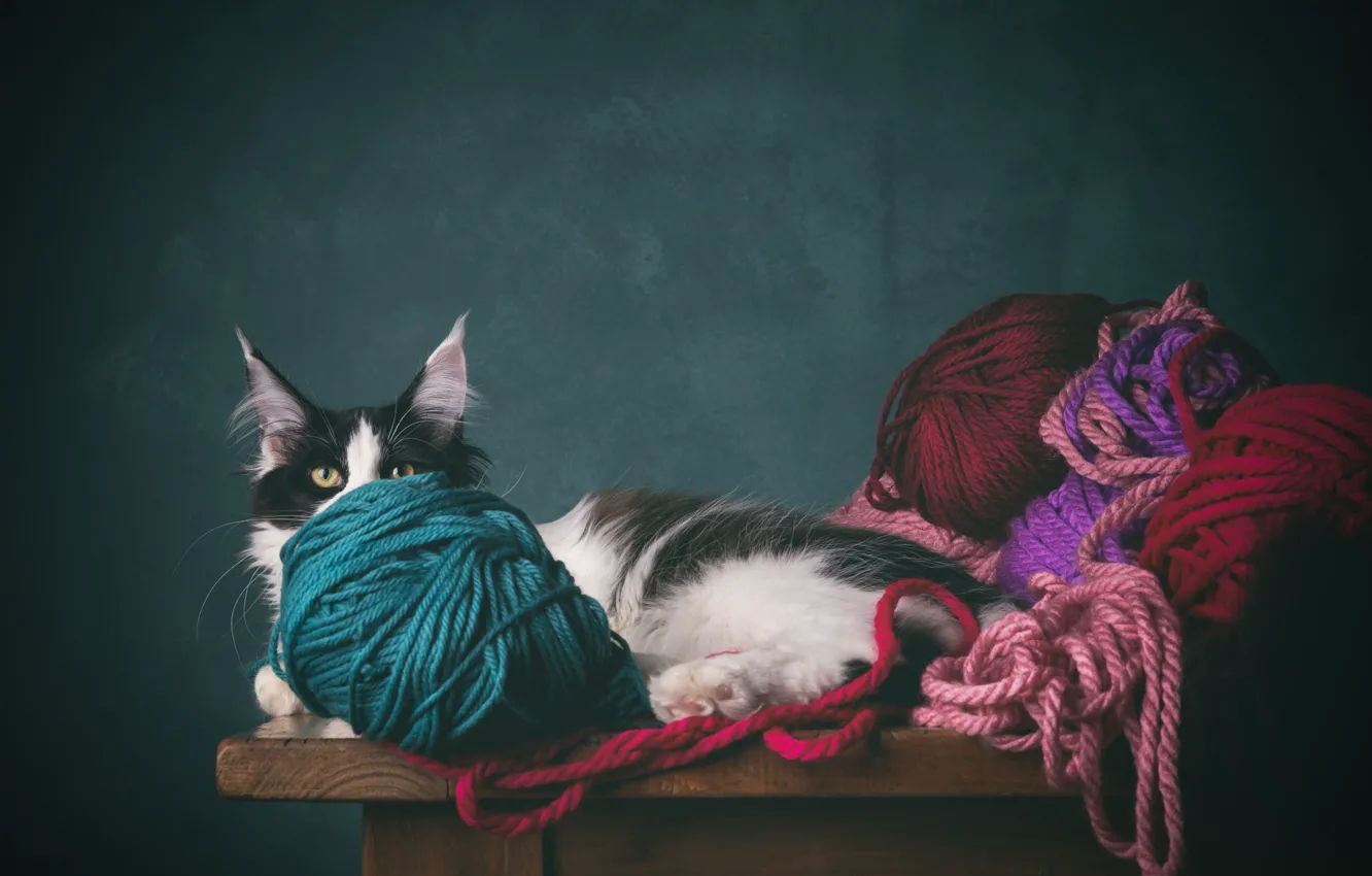 Photo wallpaper cat, cat, yarn