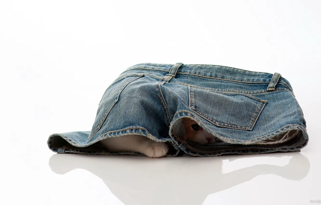 Photo wallpaper jeans, hide and seek, kitty