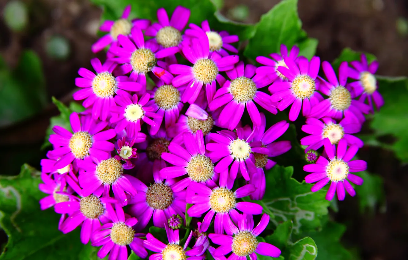 Photo wallpaper nature, petals, garden, meadow, flowerbed