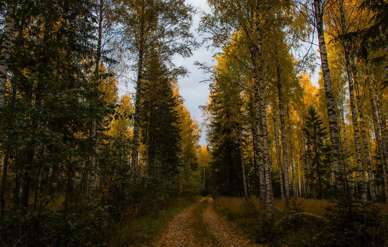 Photo wallpaper road, autumn, forest, trees, yellow, ate, birch, path