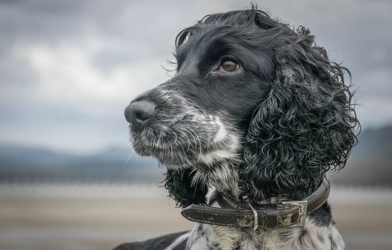 Photo wallpaper muzzle, dog, bokeh