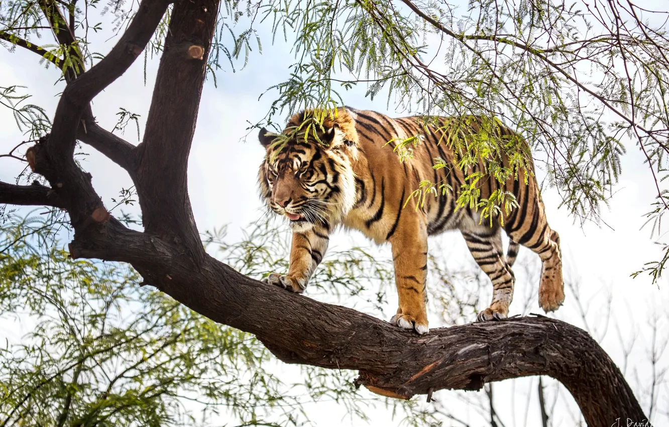 Photo wallpaper tiger, tree, predator, Sumatran