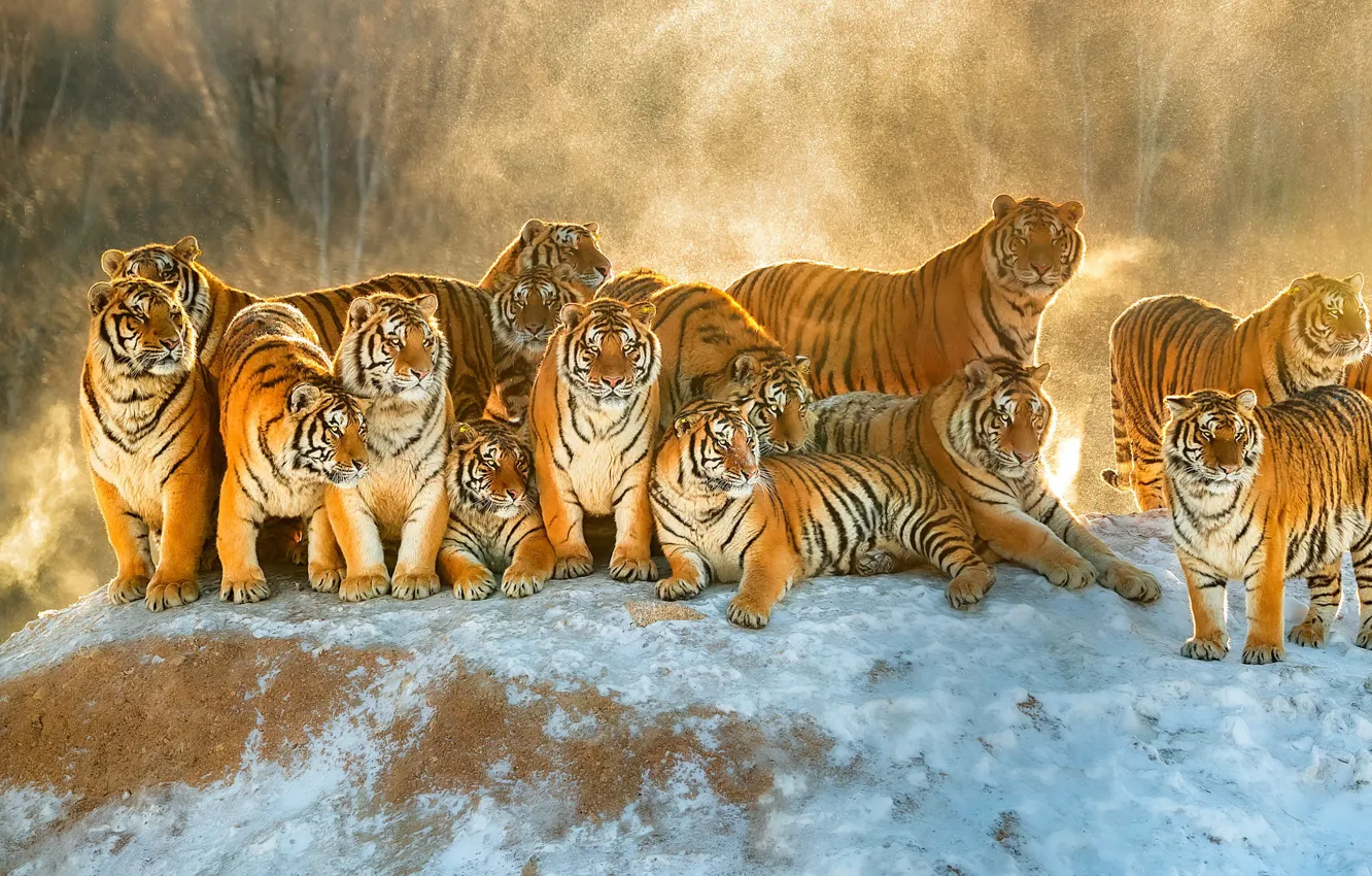 Photo wallpaper winter, forest, light, snow, tiger, fog, hills, pack