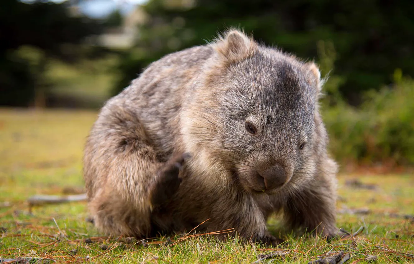Photo wallpaper field, nature, background, Australia, Chord, mammal, marsupials, wombat