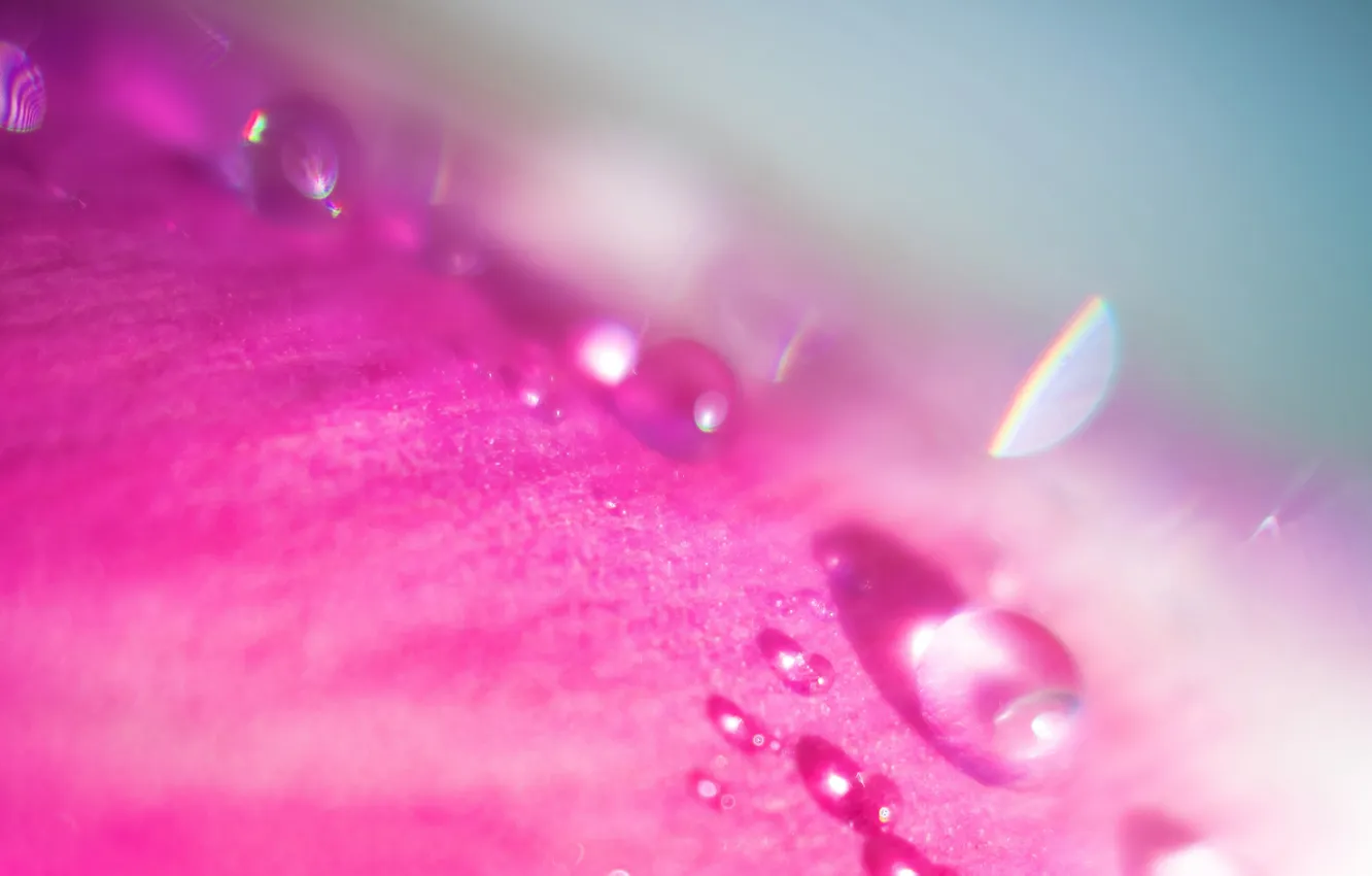 Photo wallpaper drops, macro, abstraction, Rosa, pink color
