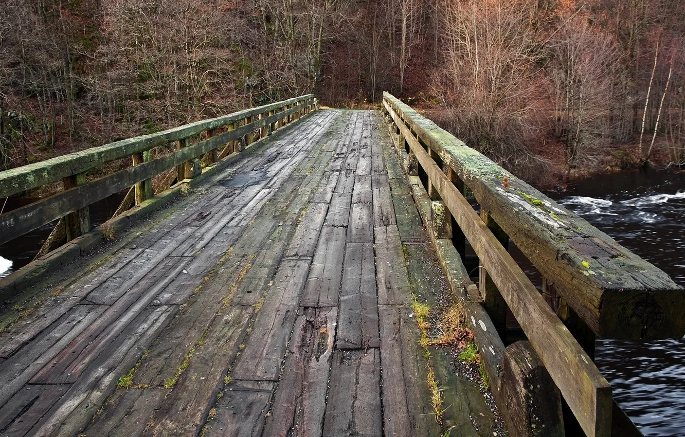 Photo wallpaper trees, nature, river, wooden bridge