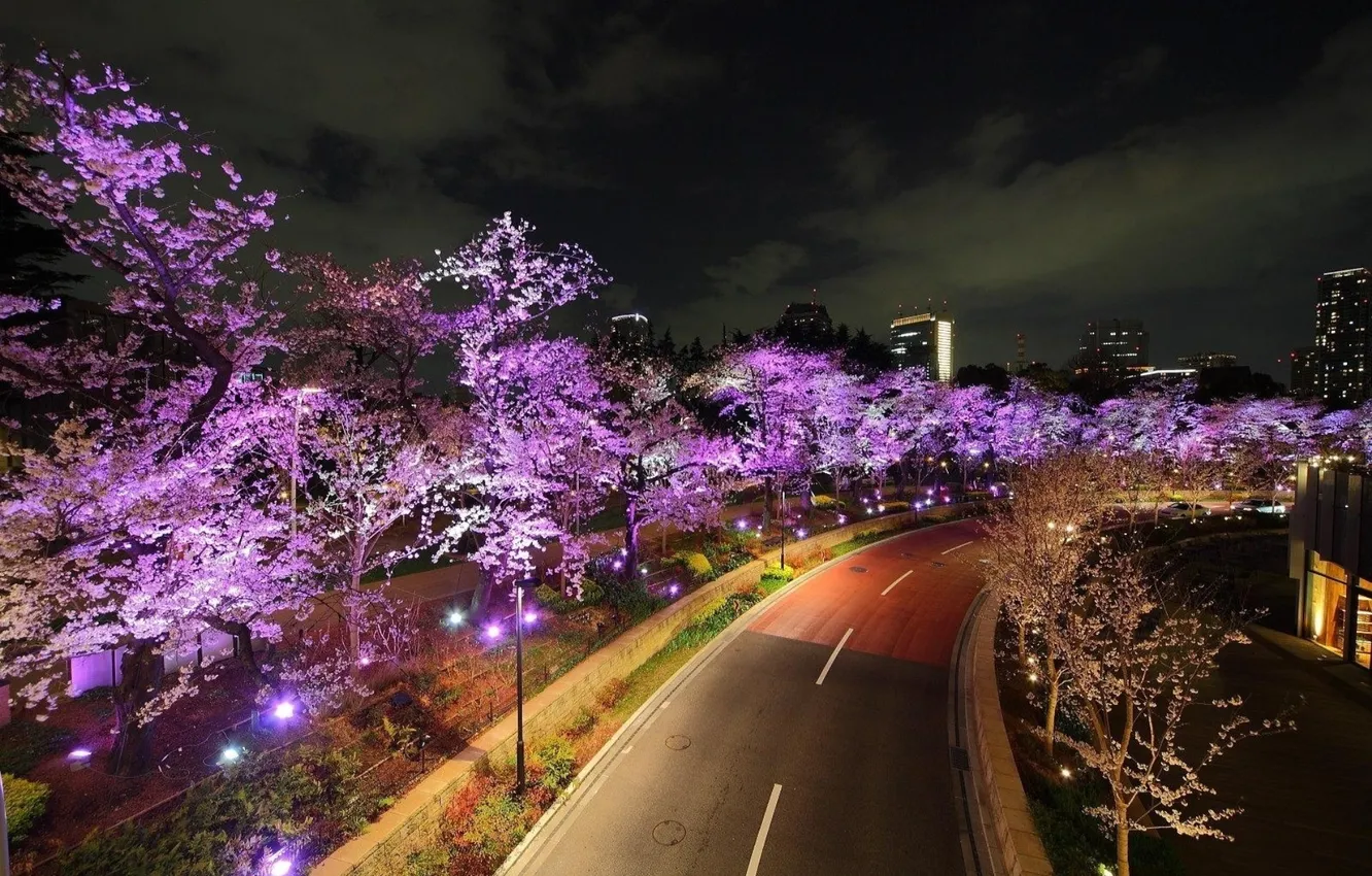 Photo wallpaper road, trees, lights, backlight