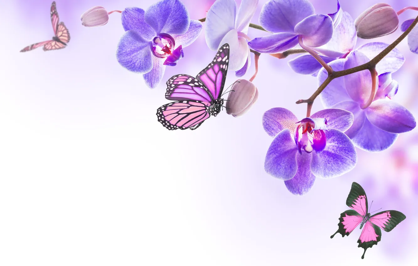 Photo wallpaper butterfly, flowers, Orchid, flowers, orchid, spring, purple, butterflies