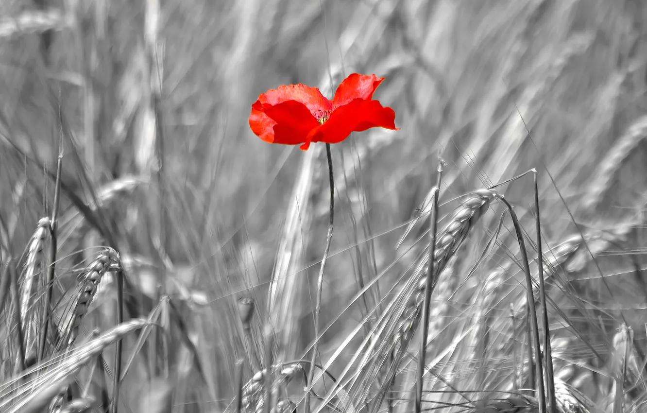 Photo wallpaper field, flowers, Mac, petals, ears