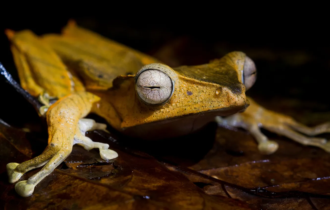 Photo wallpaper yellow, frog, leaf