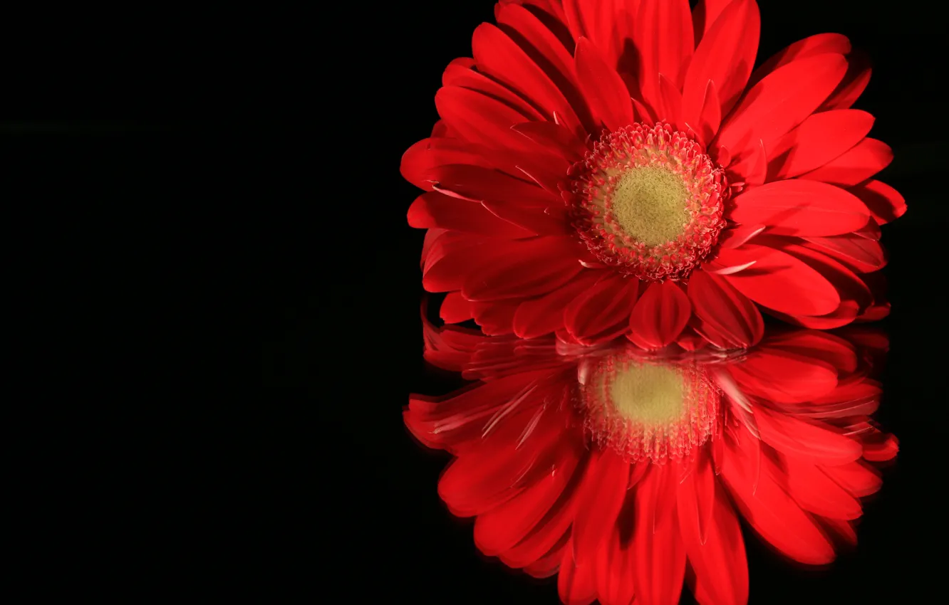 Photo wallpaper macro, reflection, petals, gerbera