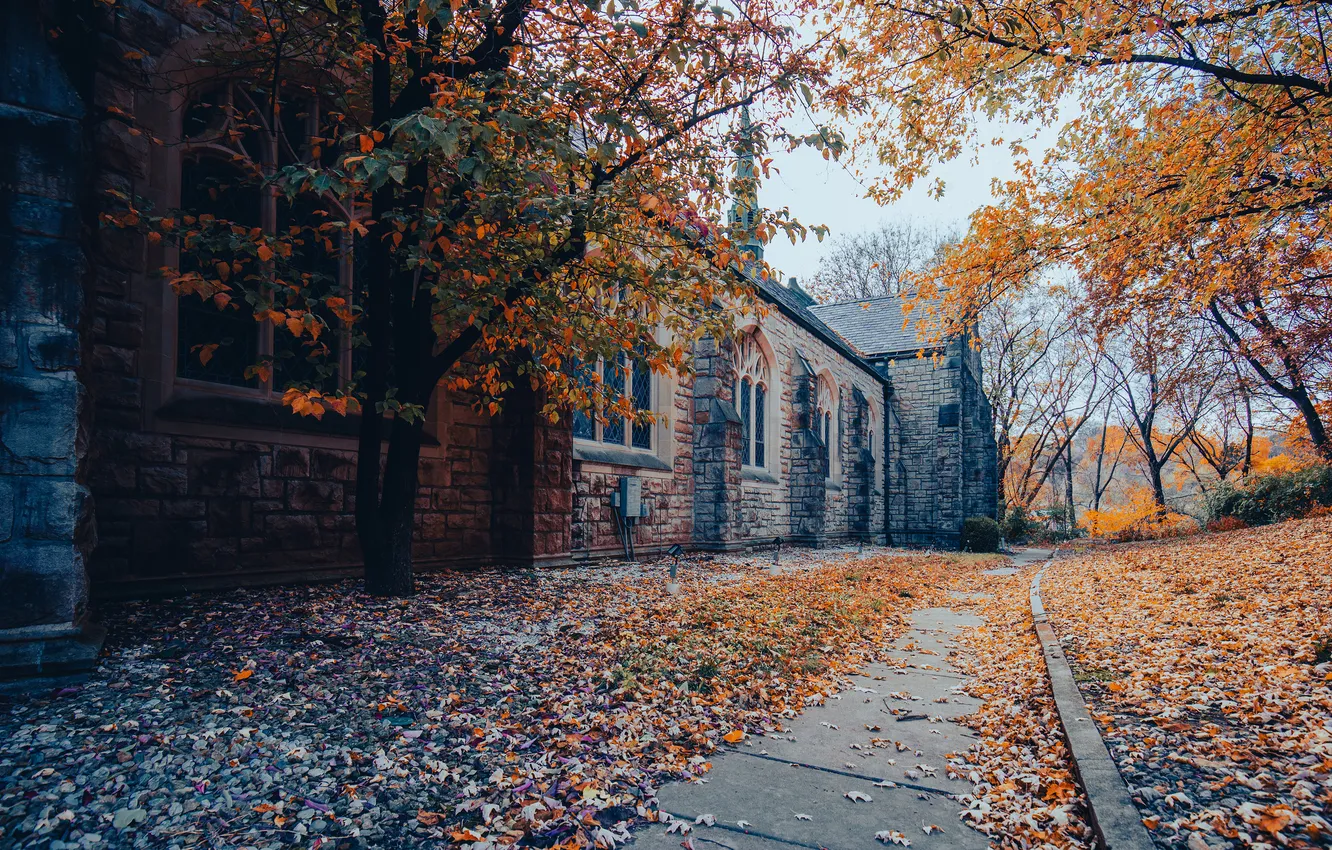 Photo wallpaper road, autumn, trees, branches, the city, street, foliage, building