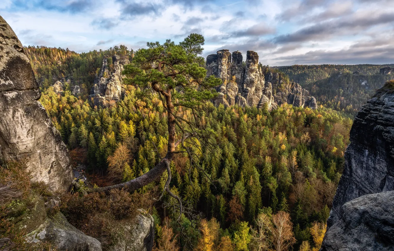 Photo wallpaper forest, mountains, nature