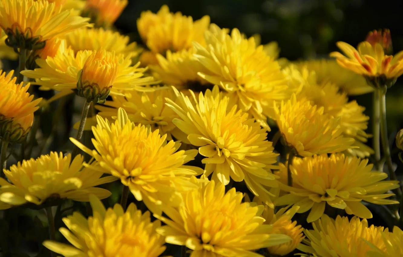 Photo wallpaper flowers, spring, flowering, chrysanthemum