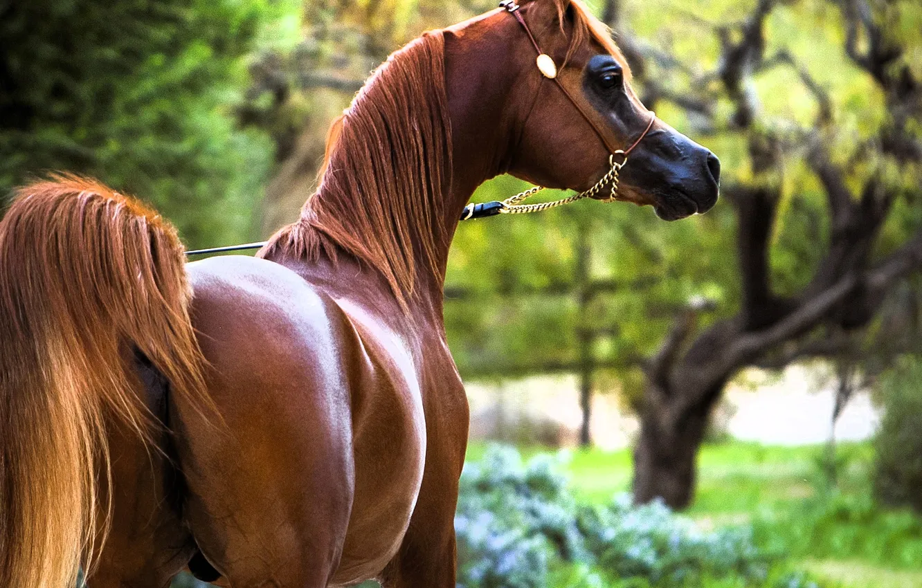 Photo wallpaper horse, garden, red, bridle, Arab