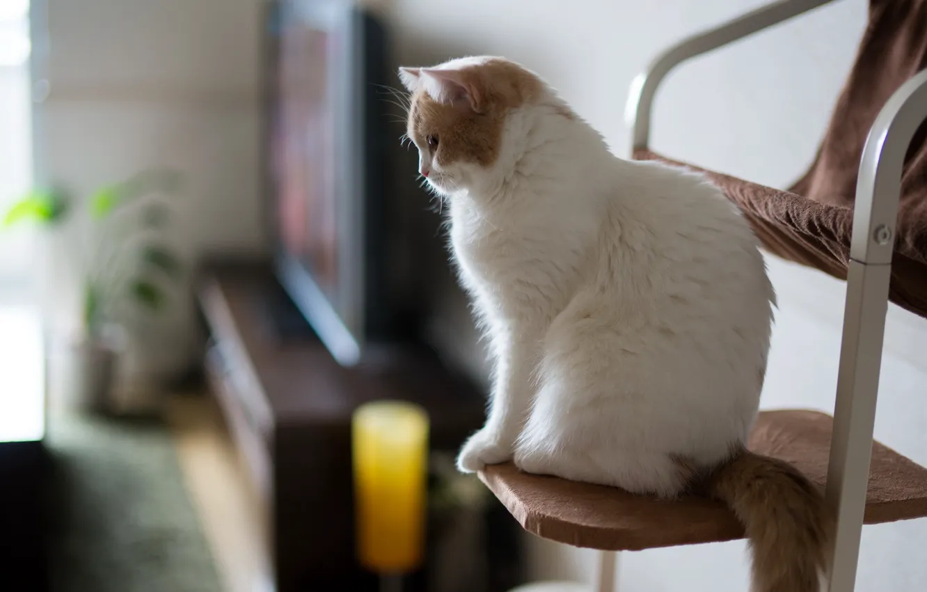 Photo wallpaper cat, comfort, home