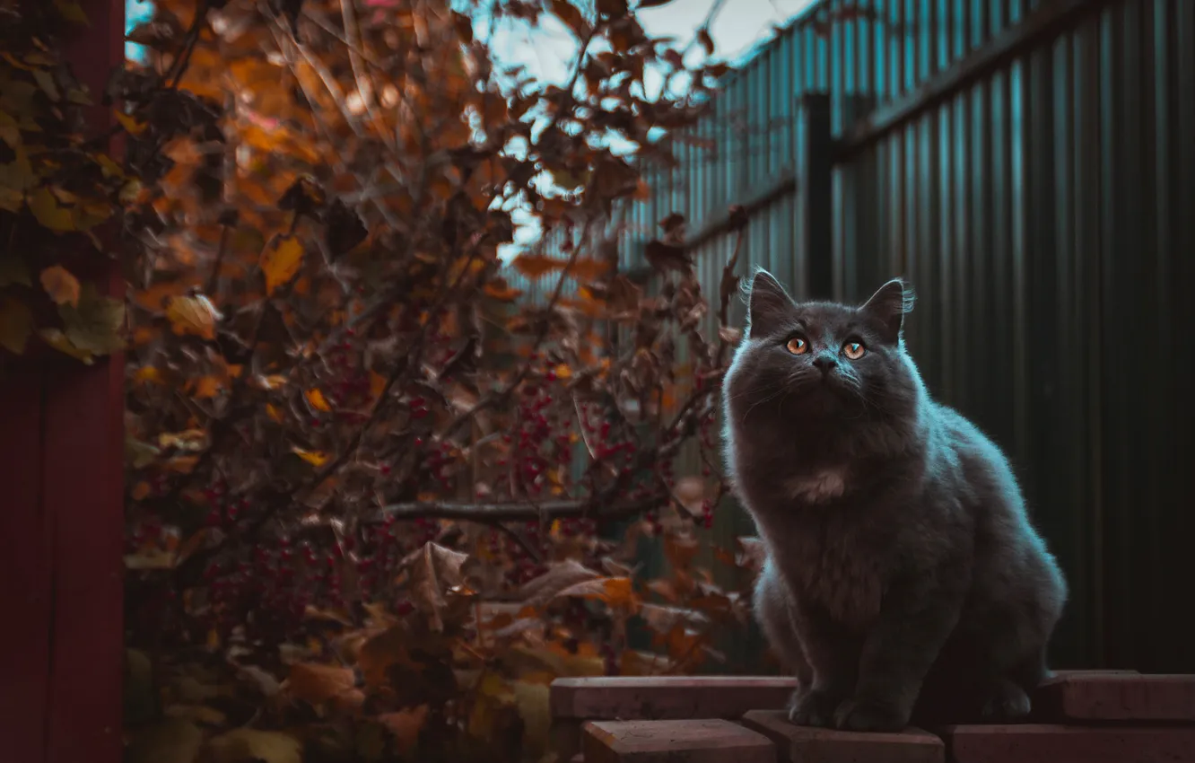 Photo wallpaper autumn, cat, cat, look, pose, grey, the fence, face
