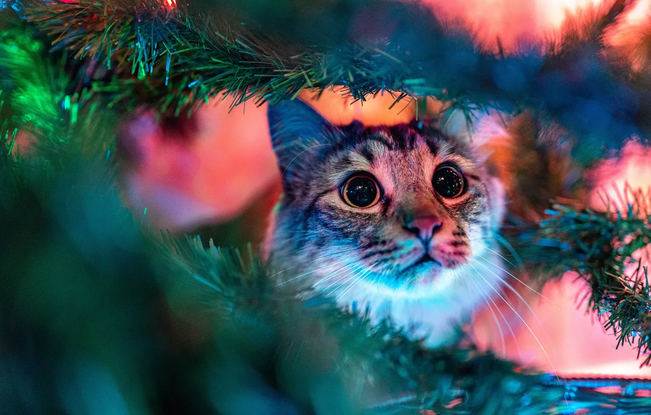 Photo wallpaper cat, cat, look, face, light, branches, portrait, Christmas