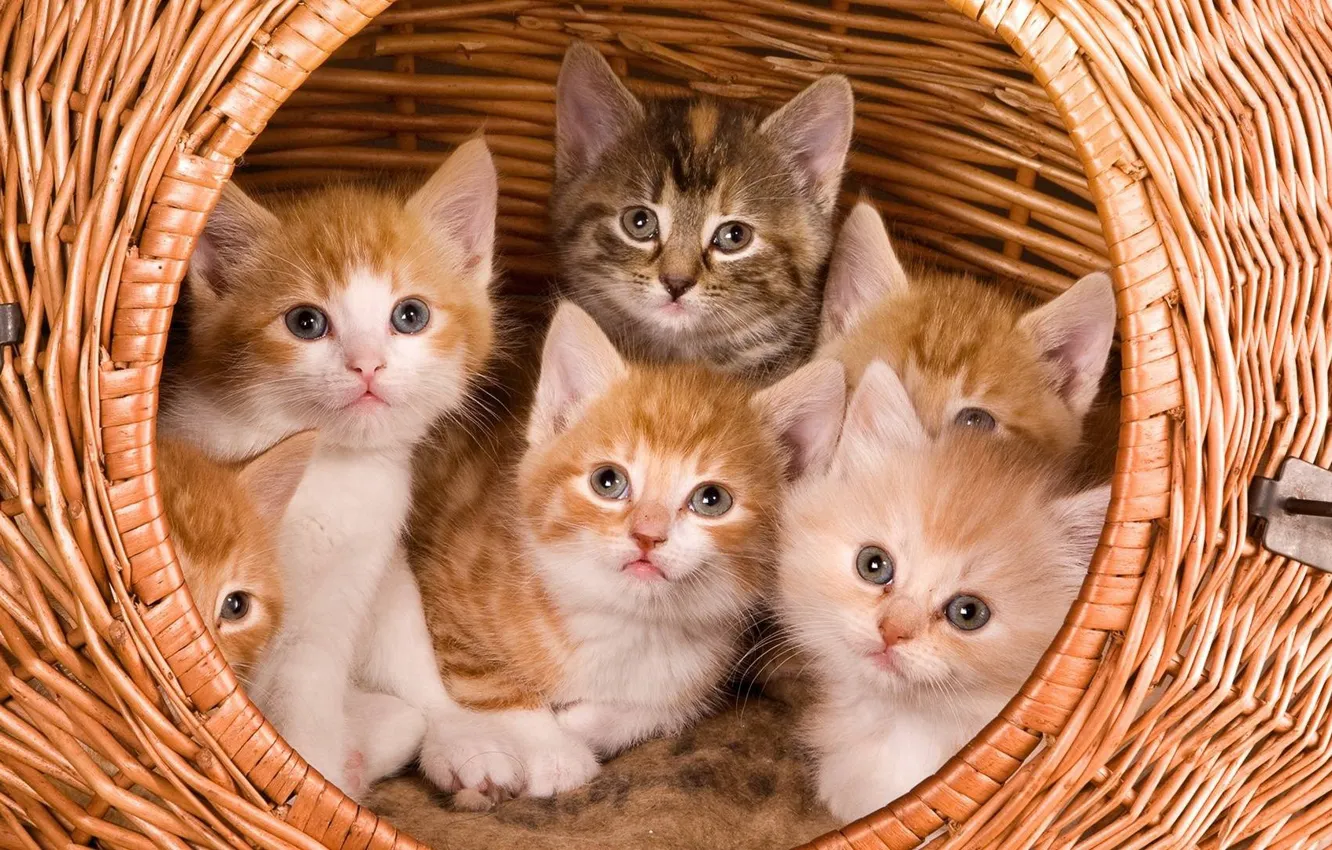 Photo wallpaper basket, kittens, cute