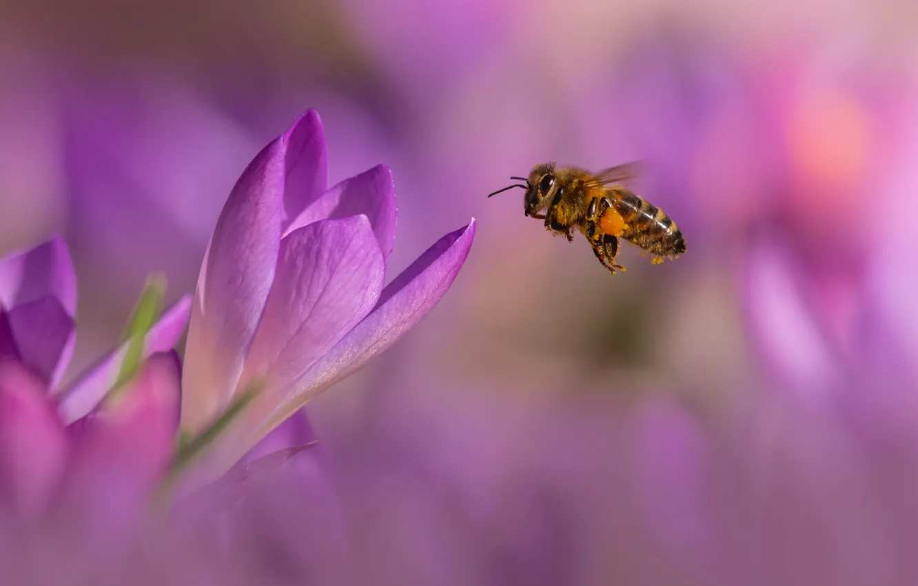 Photo wallpaper macro, flowers, bee, background, spring, crocuses, pink, buds