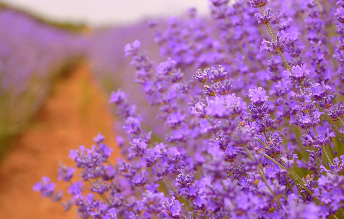 Photo wallpaper lavender, lavender, Purple flowers