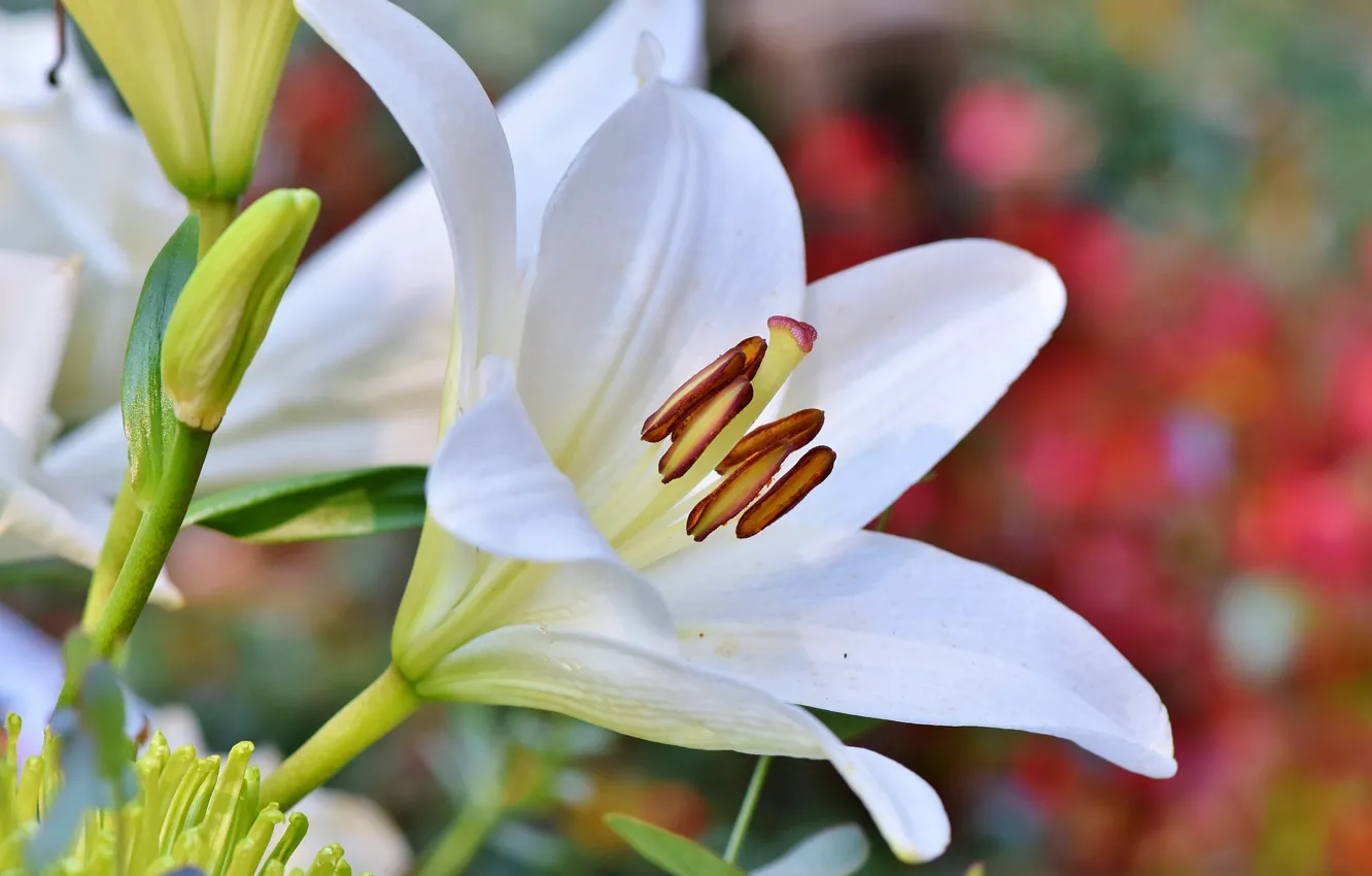 Photo wallpaper white, flowers, Lily