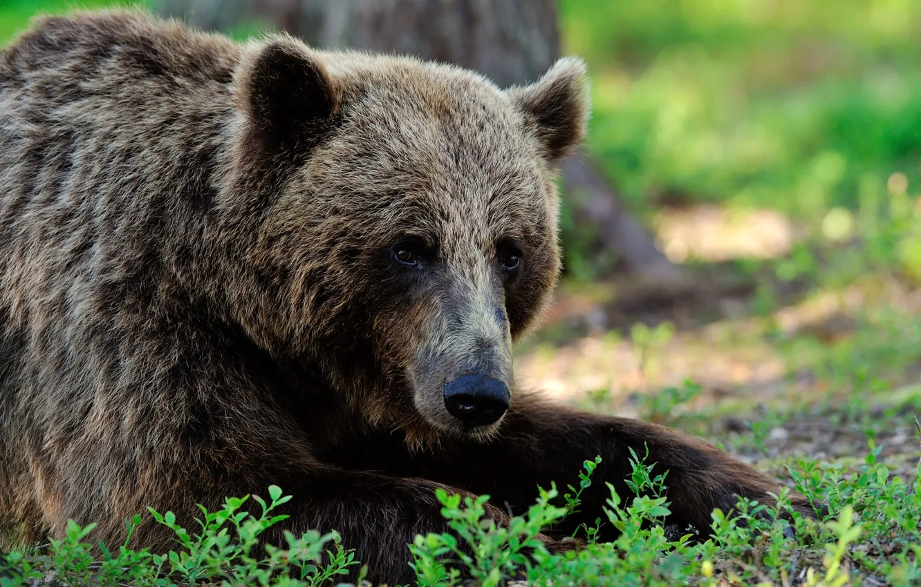 Photo wallpaper face, bear, lies