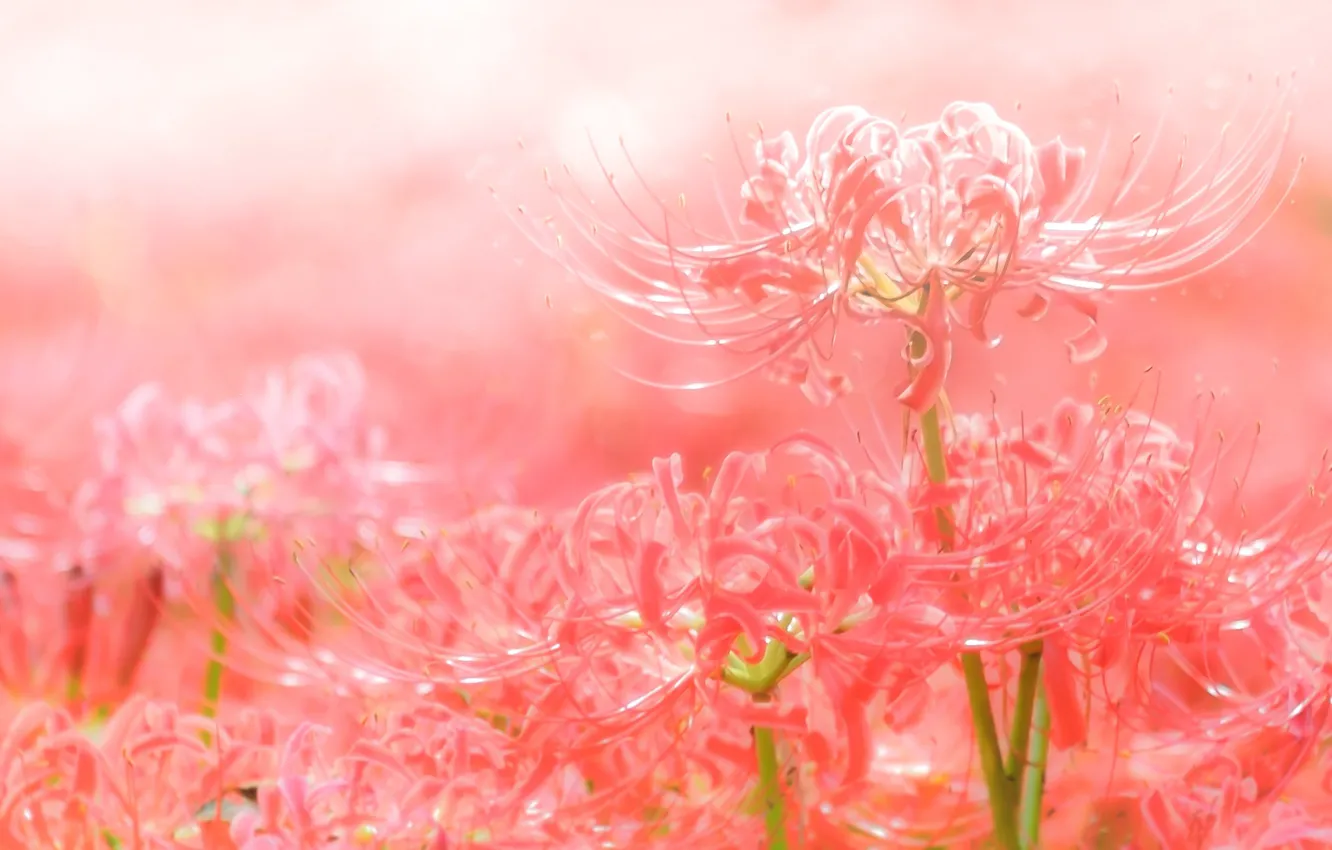 Photo wallpaper red, petals, spider Lily