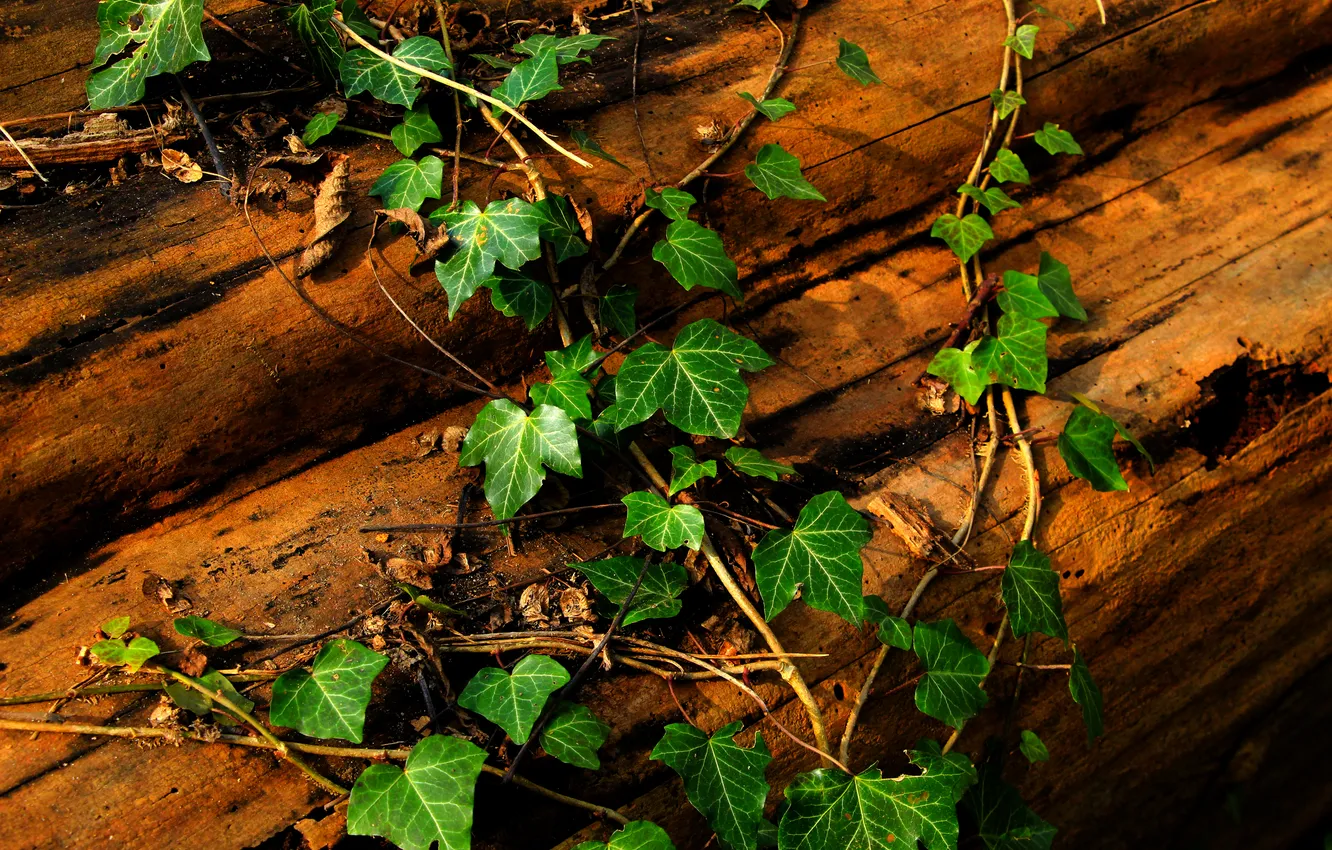 Photo wallpaper green, Ivy, leaf, plant