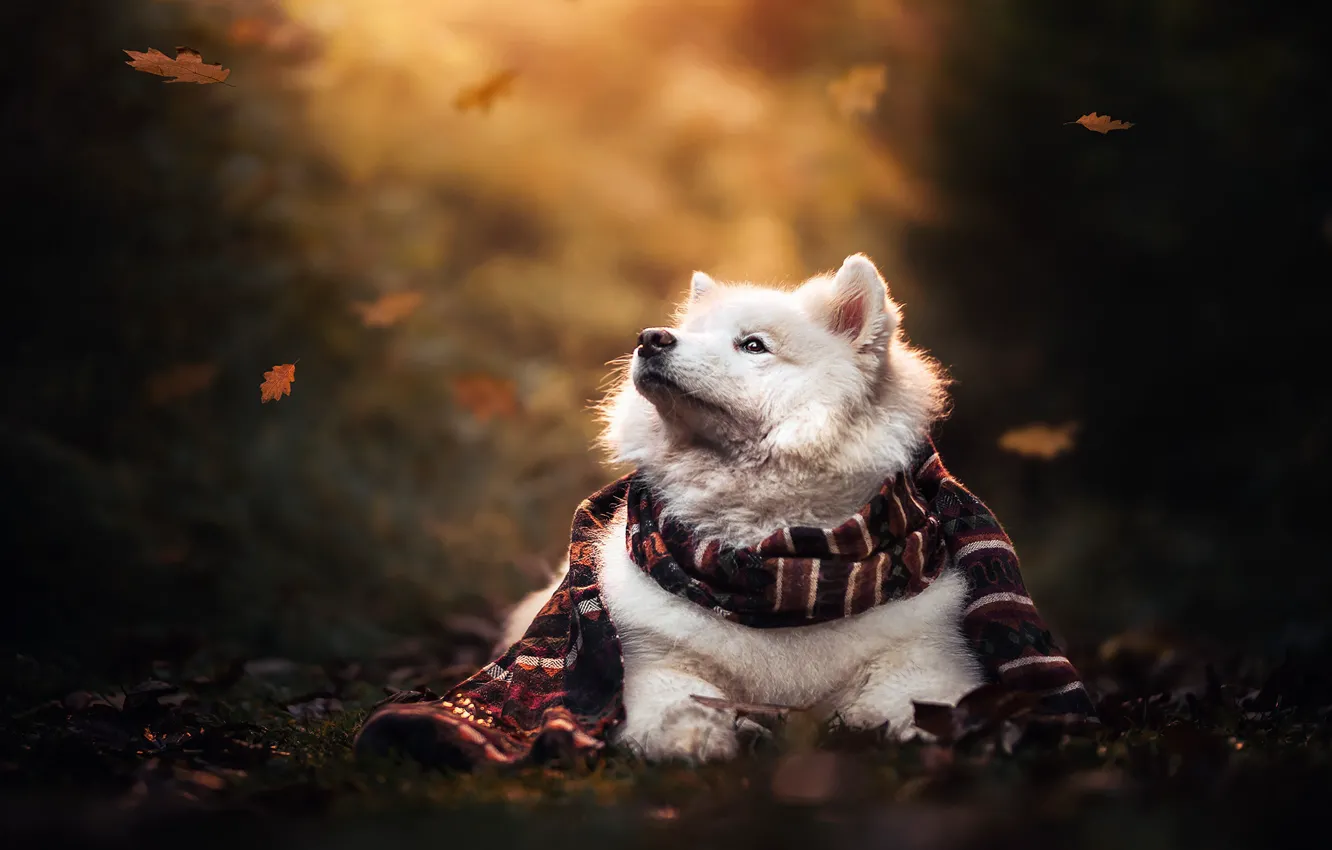 Photo wallpaper leaves, dog, scarf, face, bokeh, Samoyed
