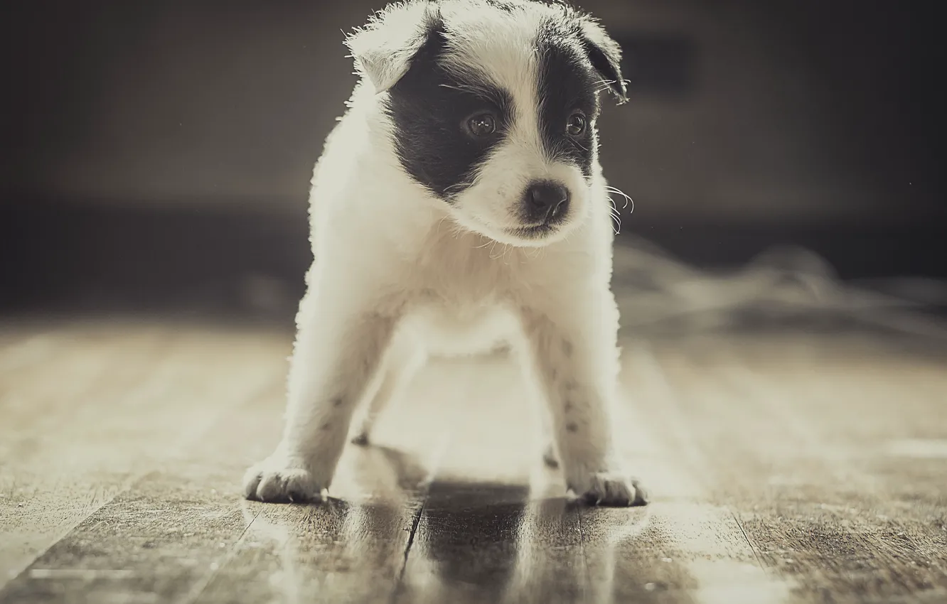 Photo wallpaper each, dog, puppy, stand