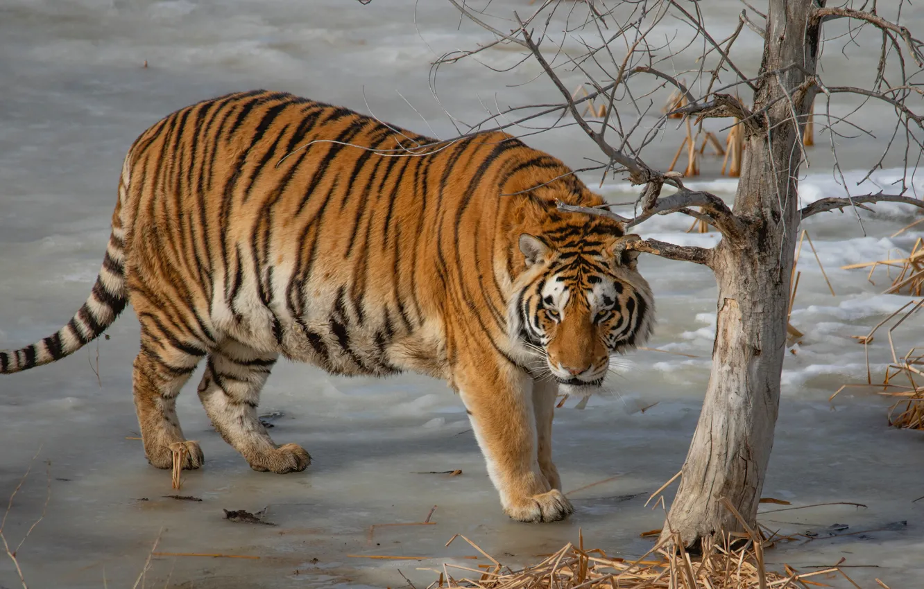 Photo wallpaper tiger, pose, tree, walk