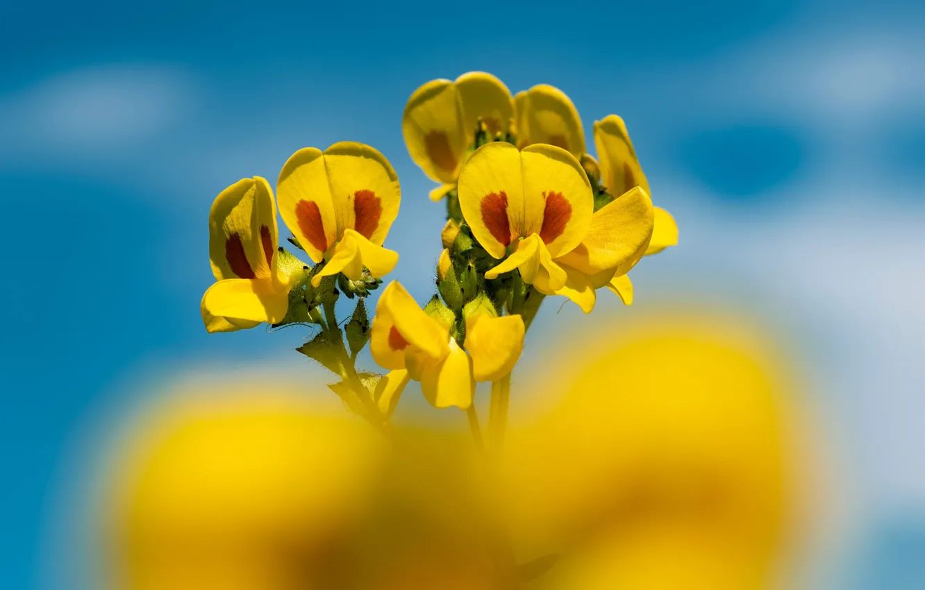 Photo wallpaper flowers, yellow, sweet peas, vetch