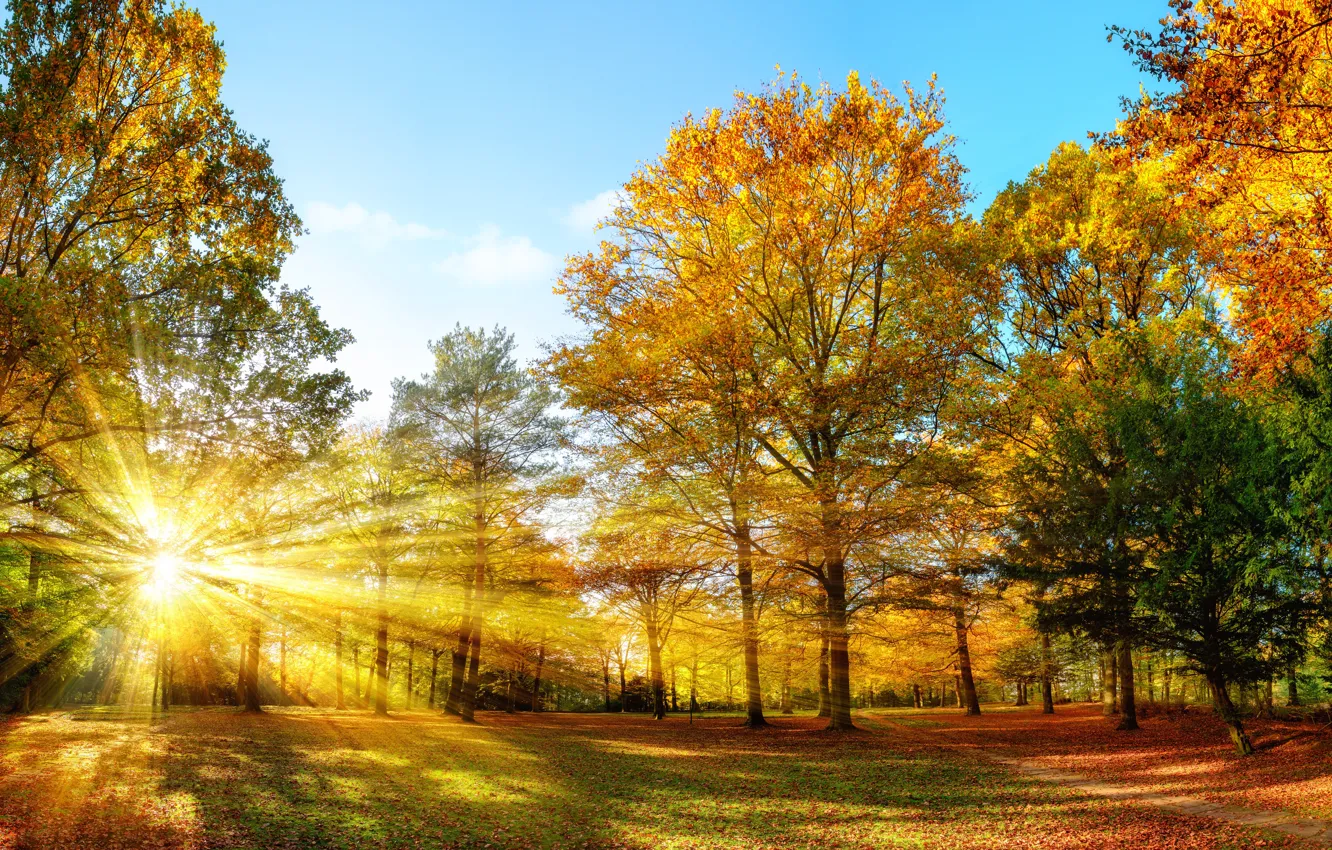 Photo wallpaper Nature, Autumn, Trees, Rays Of Light, Seasons