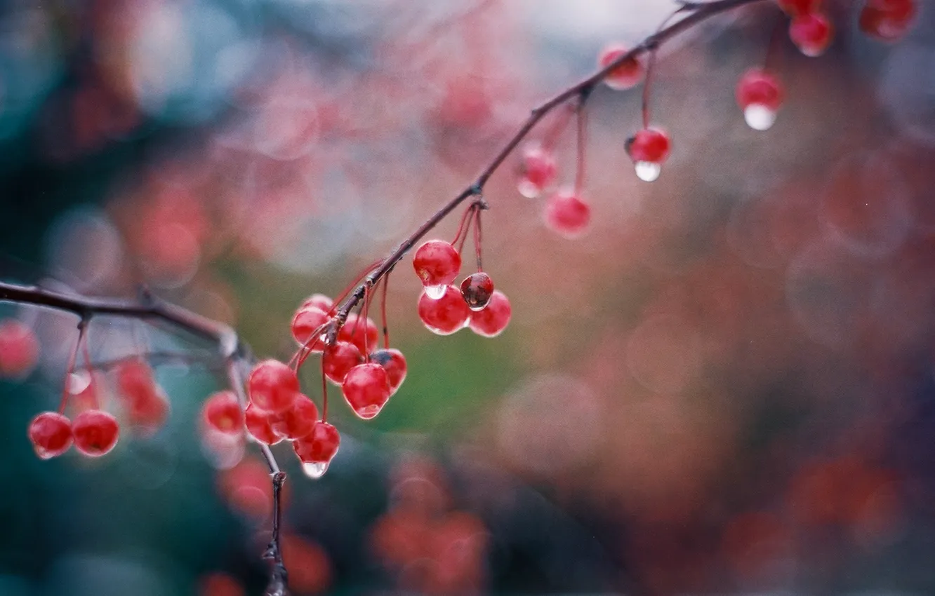 Photo wallpaper drops, branches, glare, berries, wet