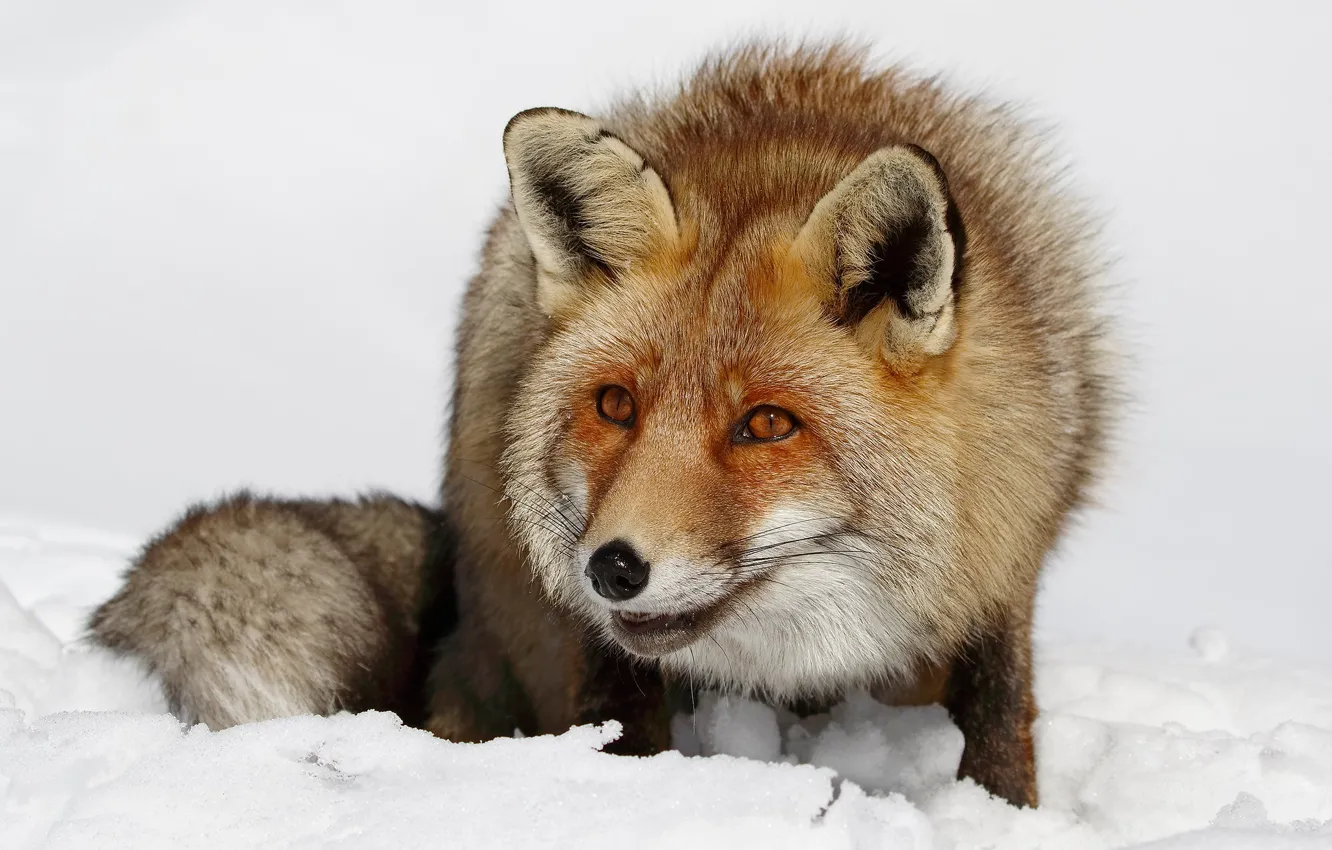 Photo wallpaper winter, look, face, snow, close-up, nature, pose, portrait