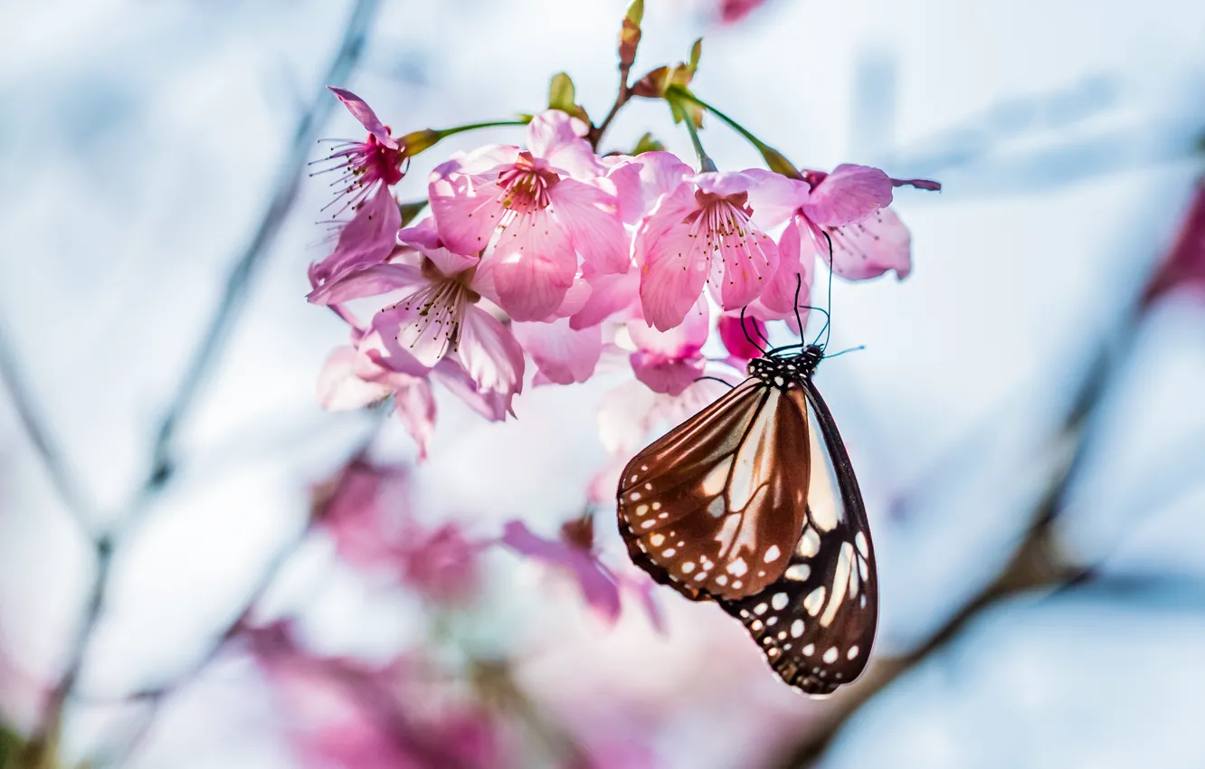 Photo wallpaper macro, flowers, cherry, sprig, tree, focus, spring, Butterfly
