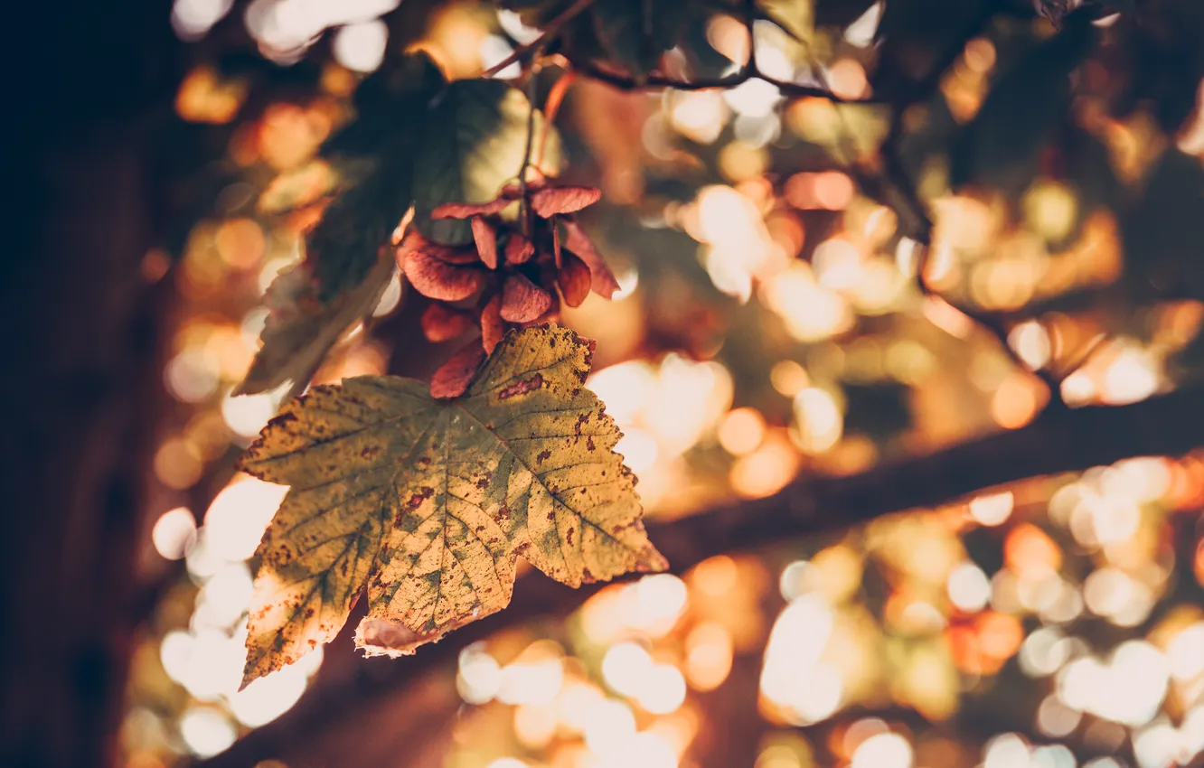 Photo wallpaper autumn, leaves, nature