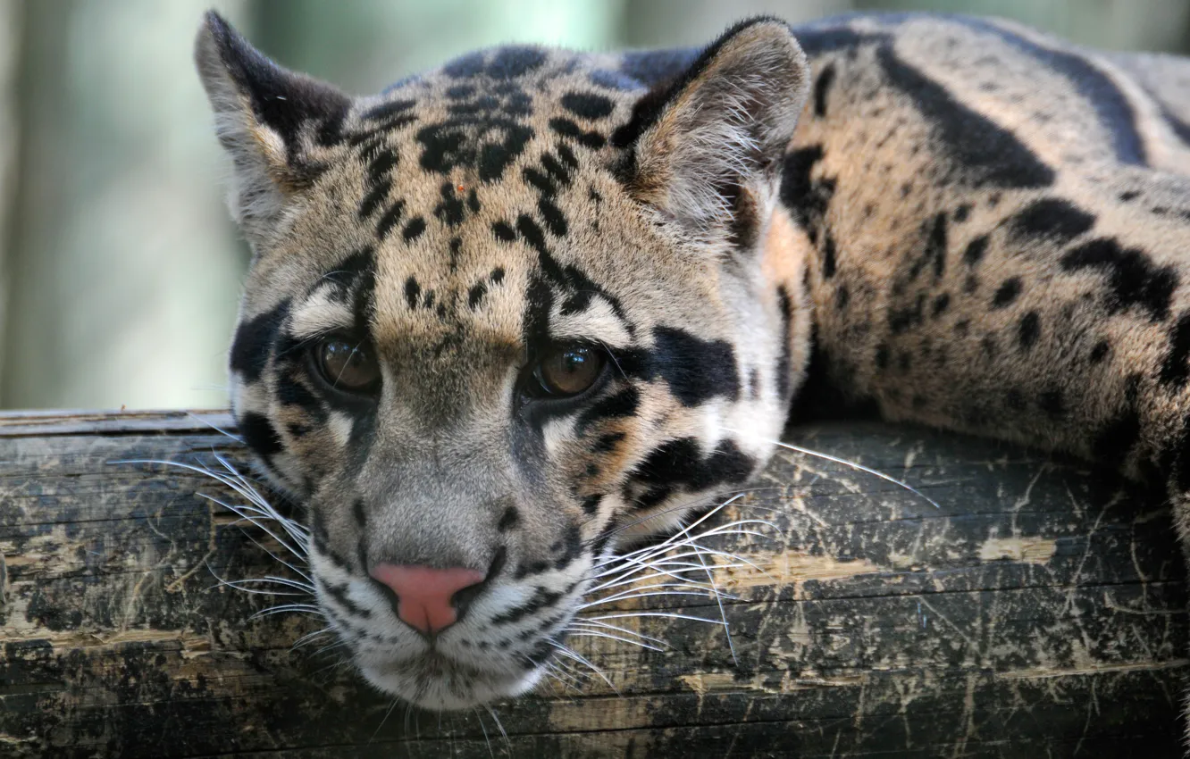 Photo wallpaper cat, face, leopard, clouded leopard