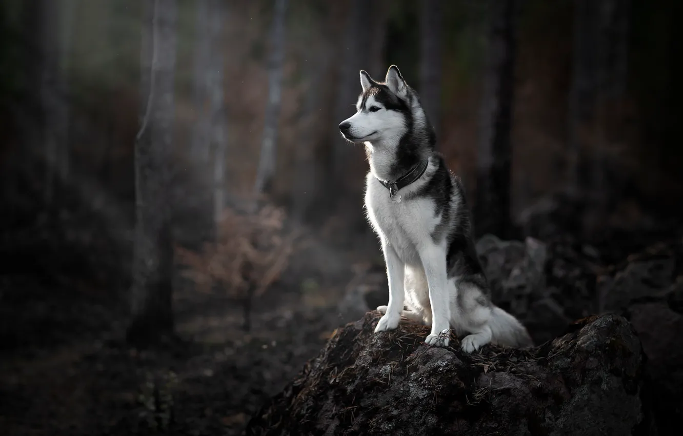 Photo wallpaper forest, dog, Husky