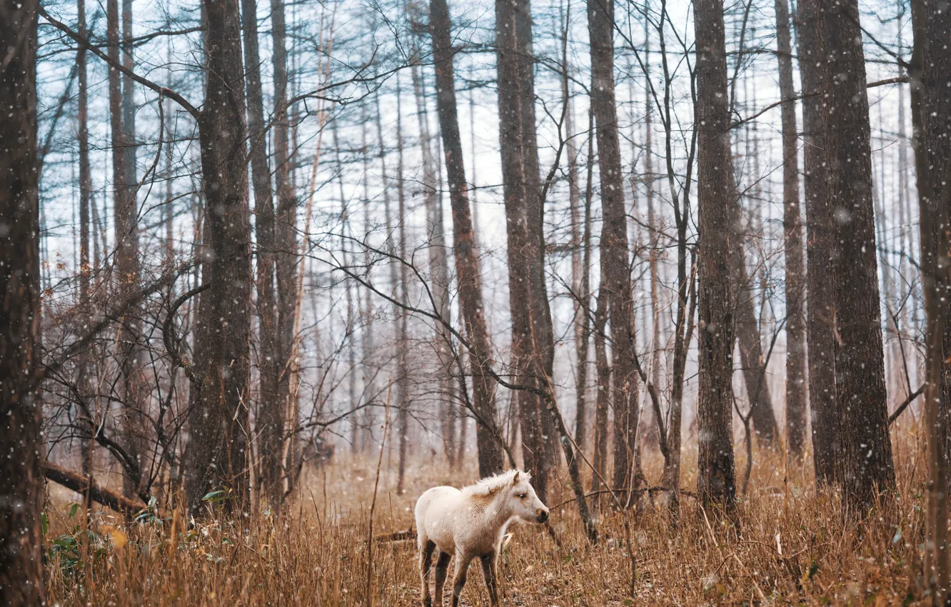 Photo wallpaper forest, horse, horse